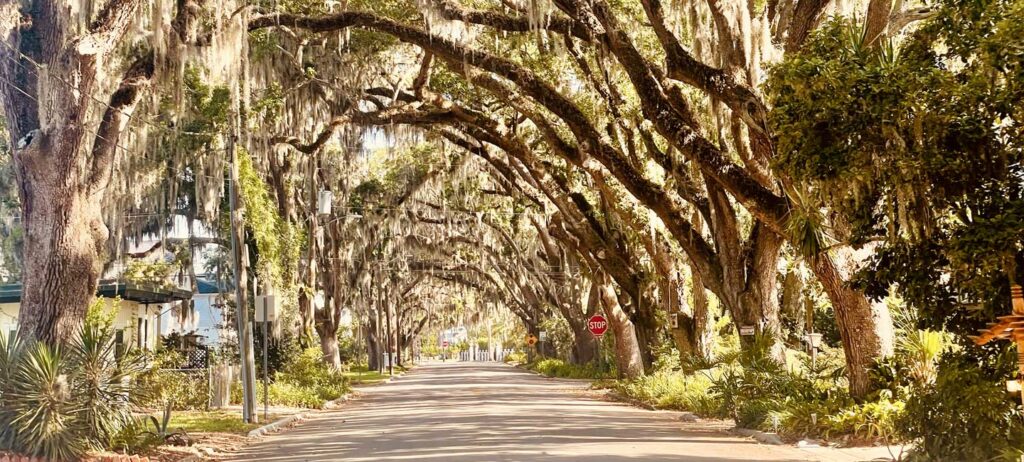 NAAUD-2027-StAugustine-1-live-oaks